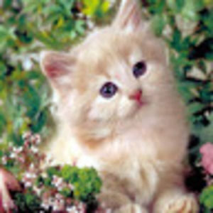 Meet your Posher, Delilah